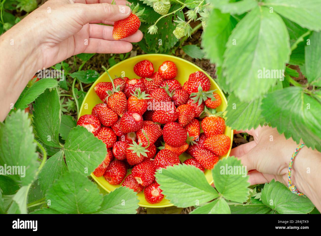 Raccolta delle fragole. Una ciotola piena di fragole rosse mature raccolte da una donna. Foto Stock