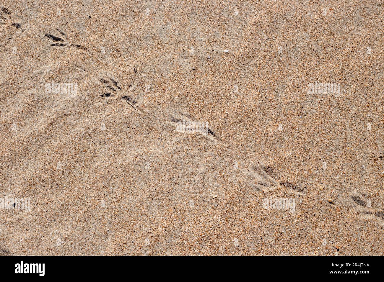 Superficie di sabbia gialla con tracce di gabbiani. Texture, sfondo naturale. Foto Stock