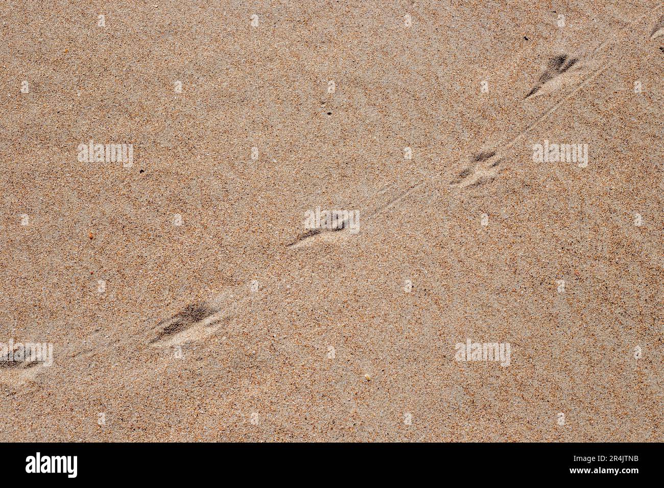 Superficie di sabbia gialla con tracce di gabbiani. Texture, sfondo naturale. Foto Stock