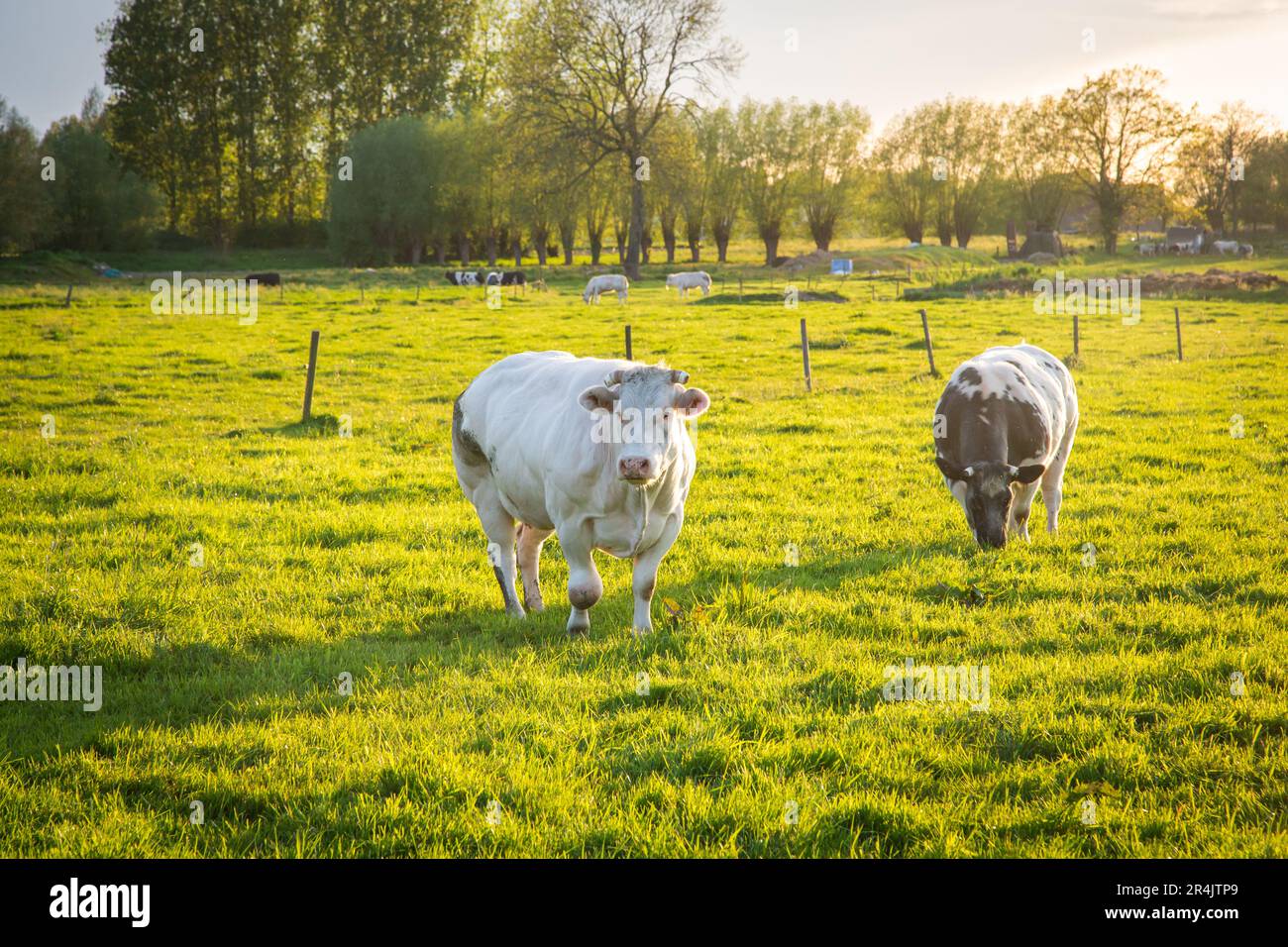Una mandria di bovini belgi blu nelle Fiandre orientali in un idilliaco giorno primaverile Foto Stock