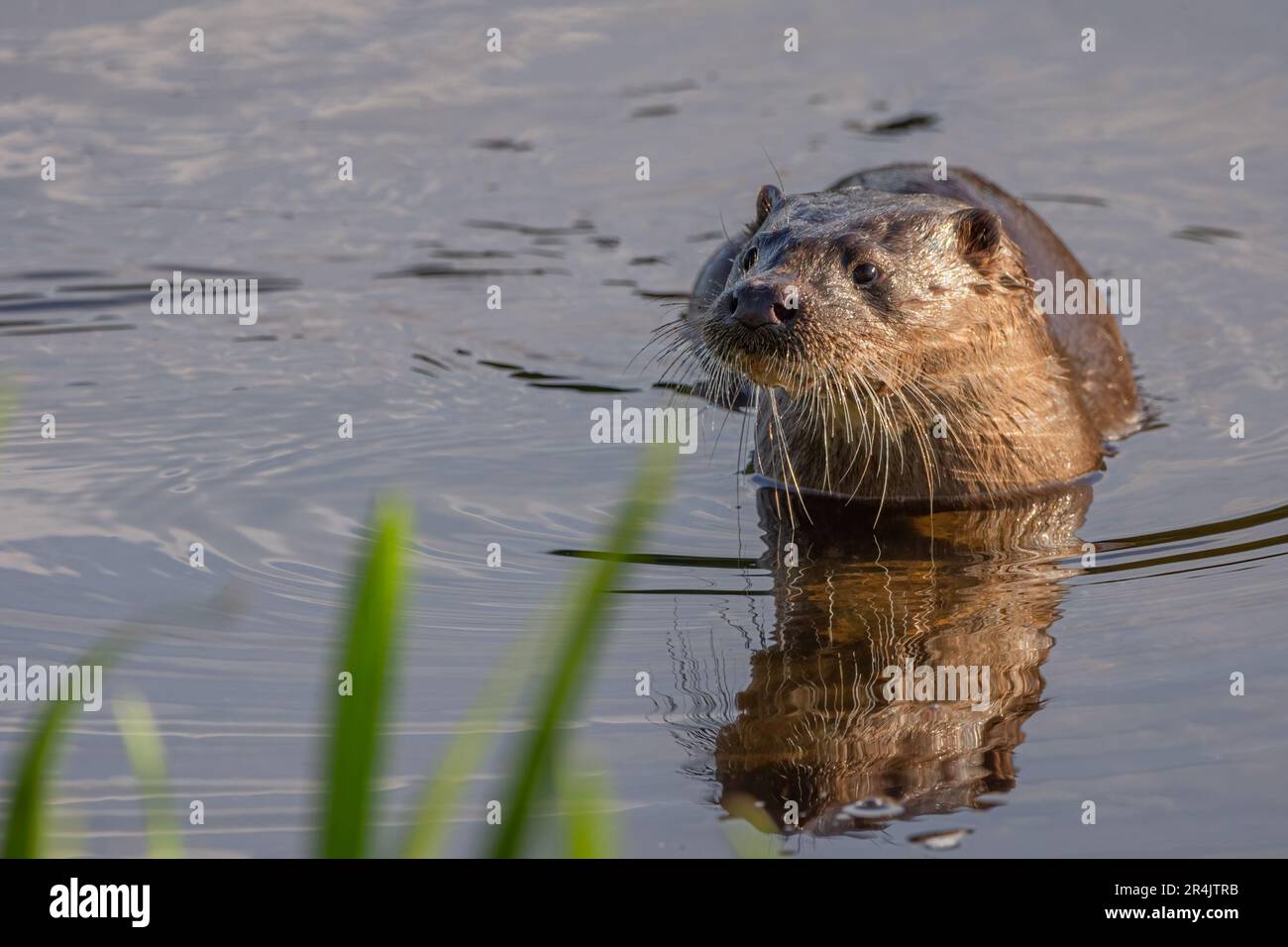 Lontra eurasiatica / europea (Lutra lutra) sul fiume Tay, Perth, Perthshire, Scozia, Regno Unito. Foto Stock
