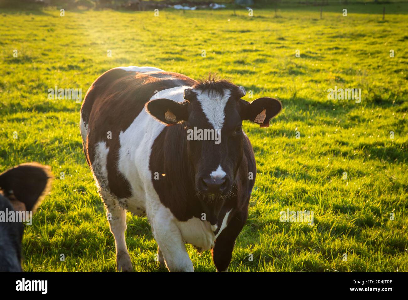 Il bestiame blu belga nelle Fiandre orientali in un idilliaco giorno primaverile Foto Stock