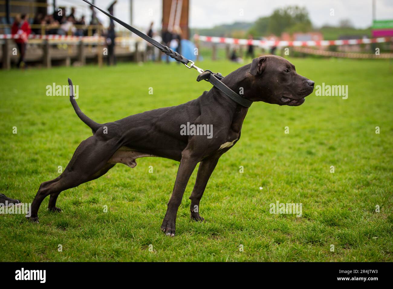 Black American Pit Bull Terrier maschio in uno spettacolo di conformazione ADBA Foto Stock