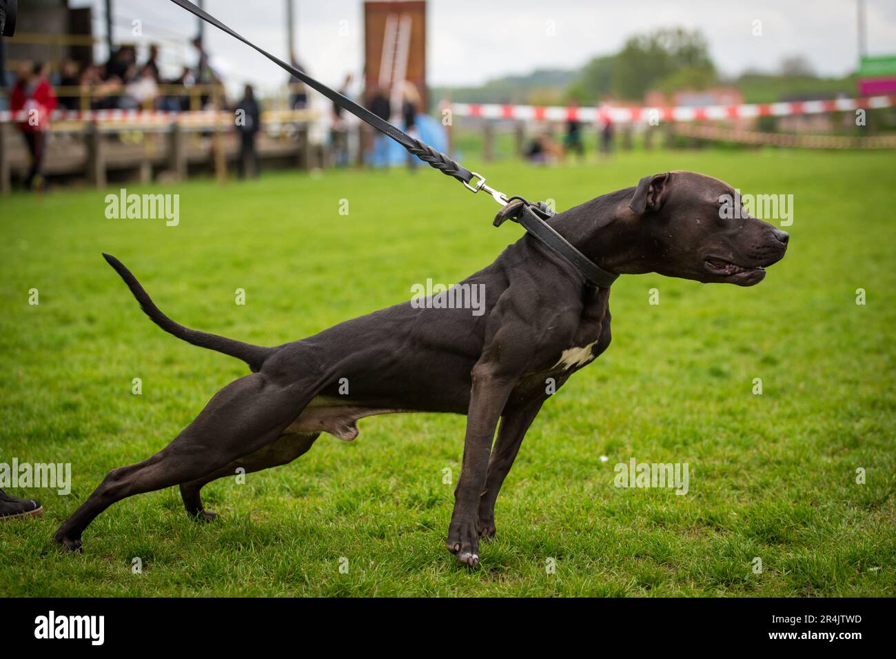 Black American Pit Bull Terrier maschio in uno spettacolo di conformazione ADBA Foto Stock