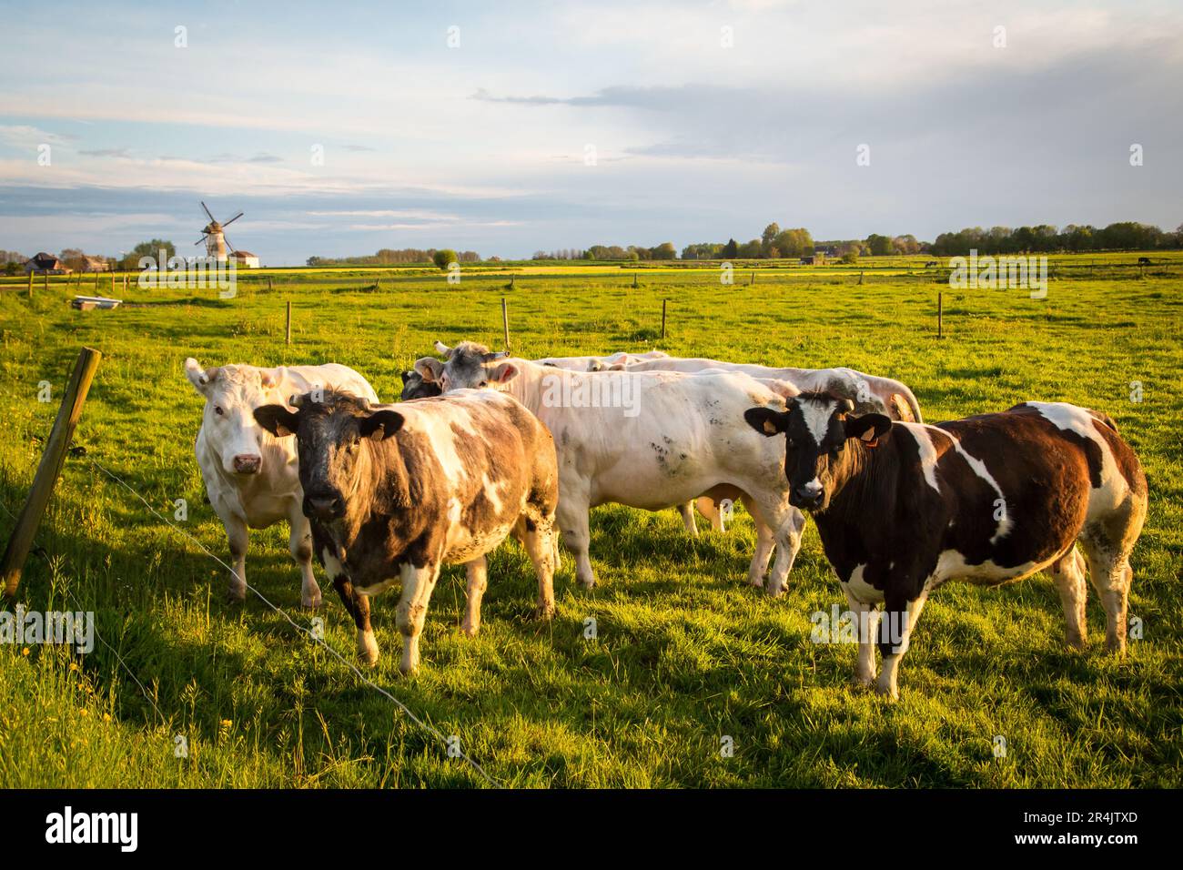 Una mandria di bovini belgi blu nelle Fiandre orientali in un idilliaco giorno primaverile Foto Stock
