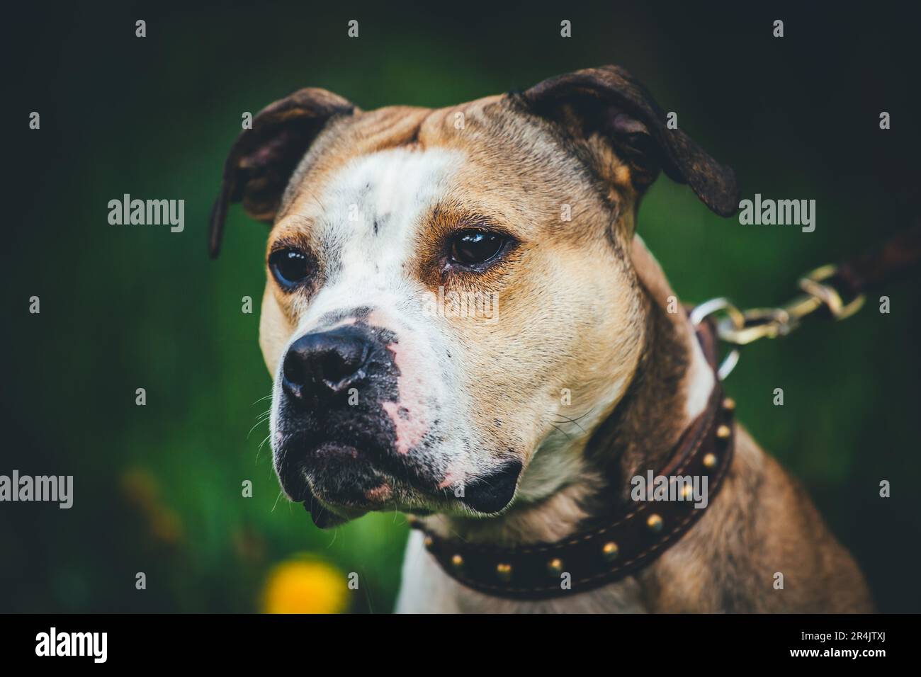 Ritratto di un cane bianco marrone che indossa un colletto in pelle Foto Stock