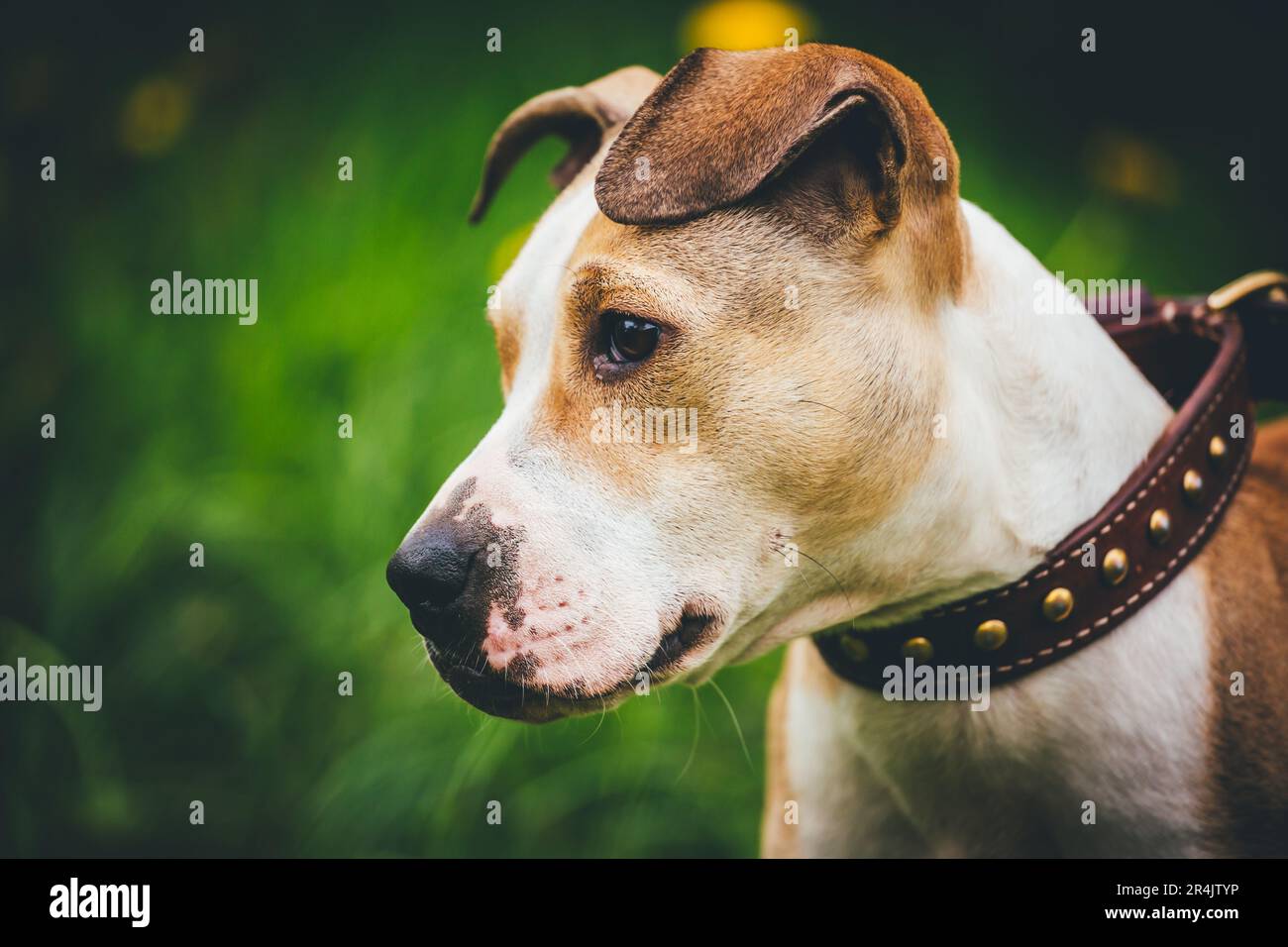 Ritratto di un cane bianco marrone che indossa un colletto in pelle Foto Stock