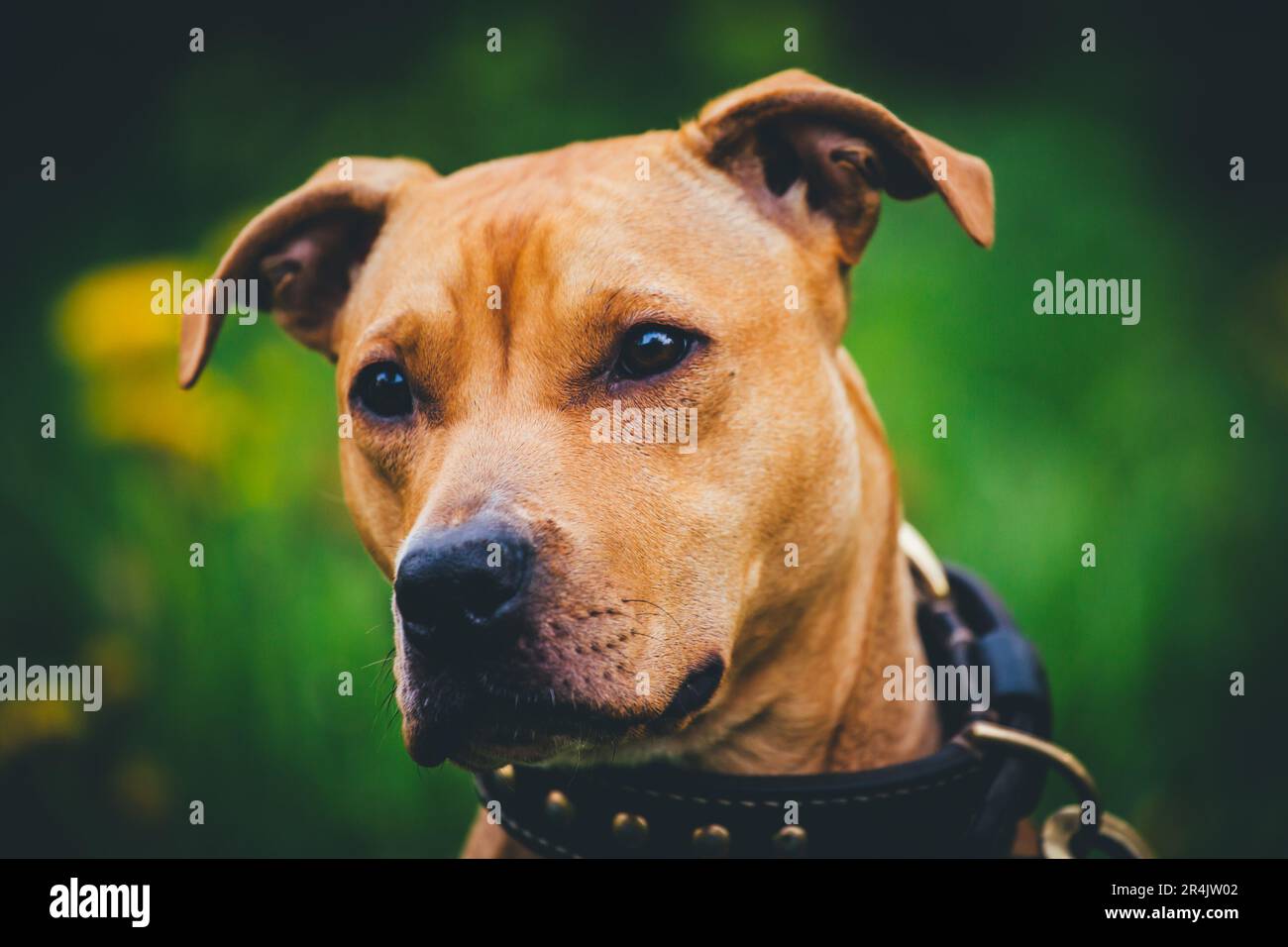 Ritratto di un cane marrone che indossa un colletto in pelle Foto Stock