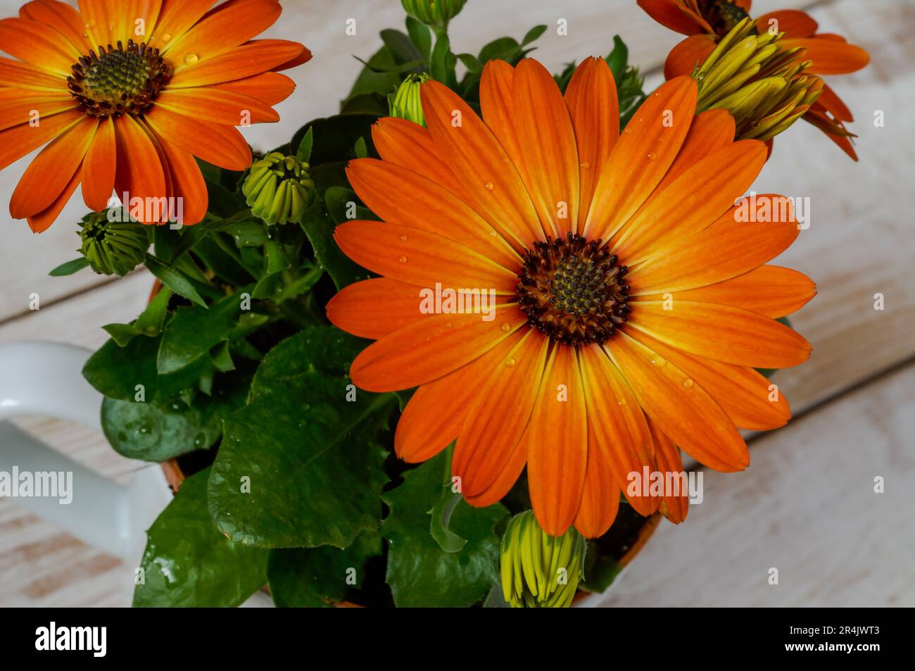 Daisy africano, Osteospermum, fiori delicati nei colori caldi e soleggiati, petali arancioni bicolore, petali gialli con gocce d'acqua, un ornamentale spettacolare Foto Stock