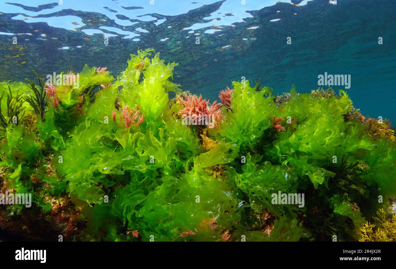 Lattuga di mare verde alghe Ulva lattecca con qualche alga Asparagopsis armata, sott'acqua nell'oceano Atlantico, scena naturale, Spagna, Galizia Foto Stock