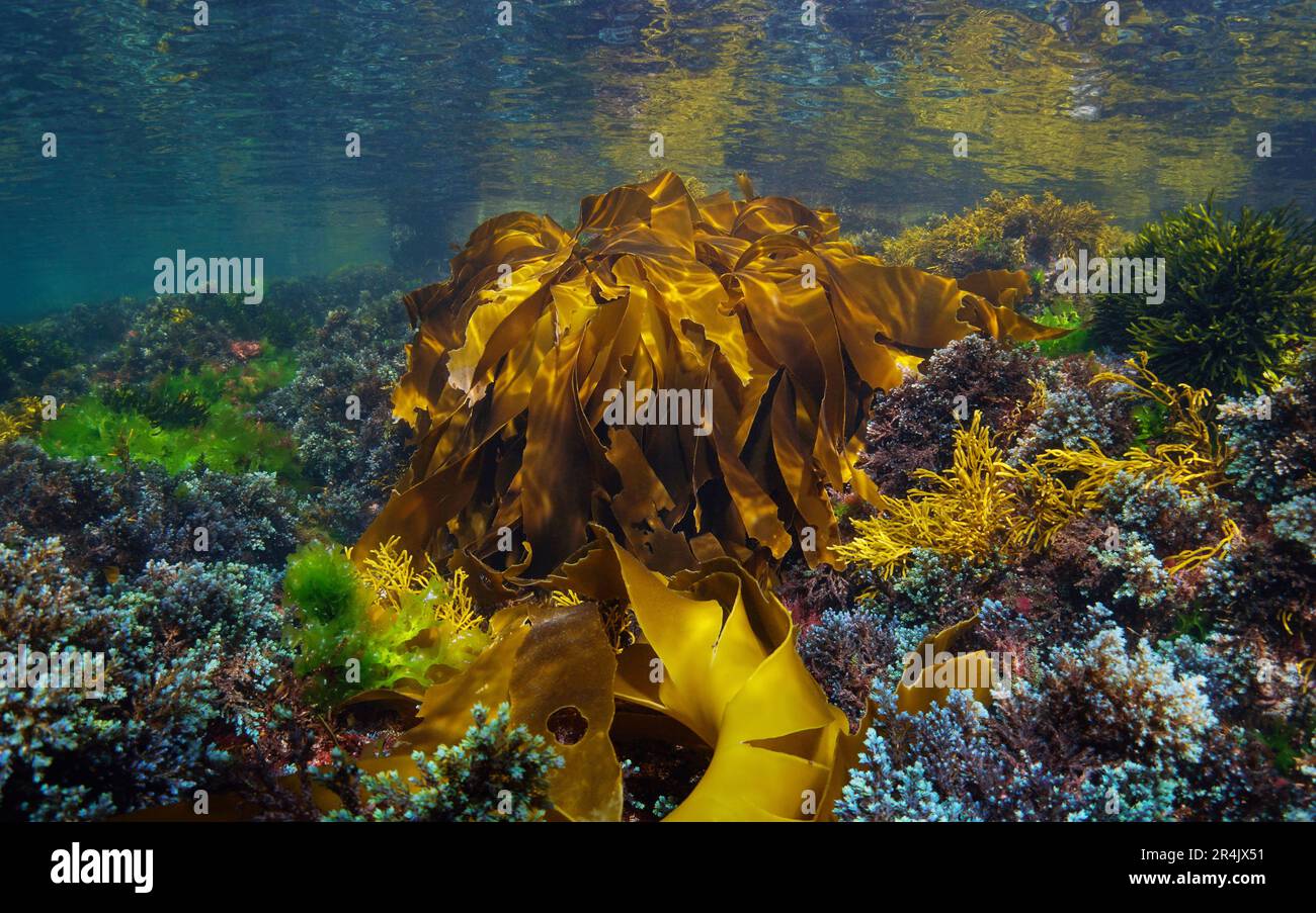 Varie alghe marine sott'acqua nell'oceano Atlantico con alghe di kelp dorato, Laminaria ochroleuca, scena naturale, Spagna, Galizia Foto Stock