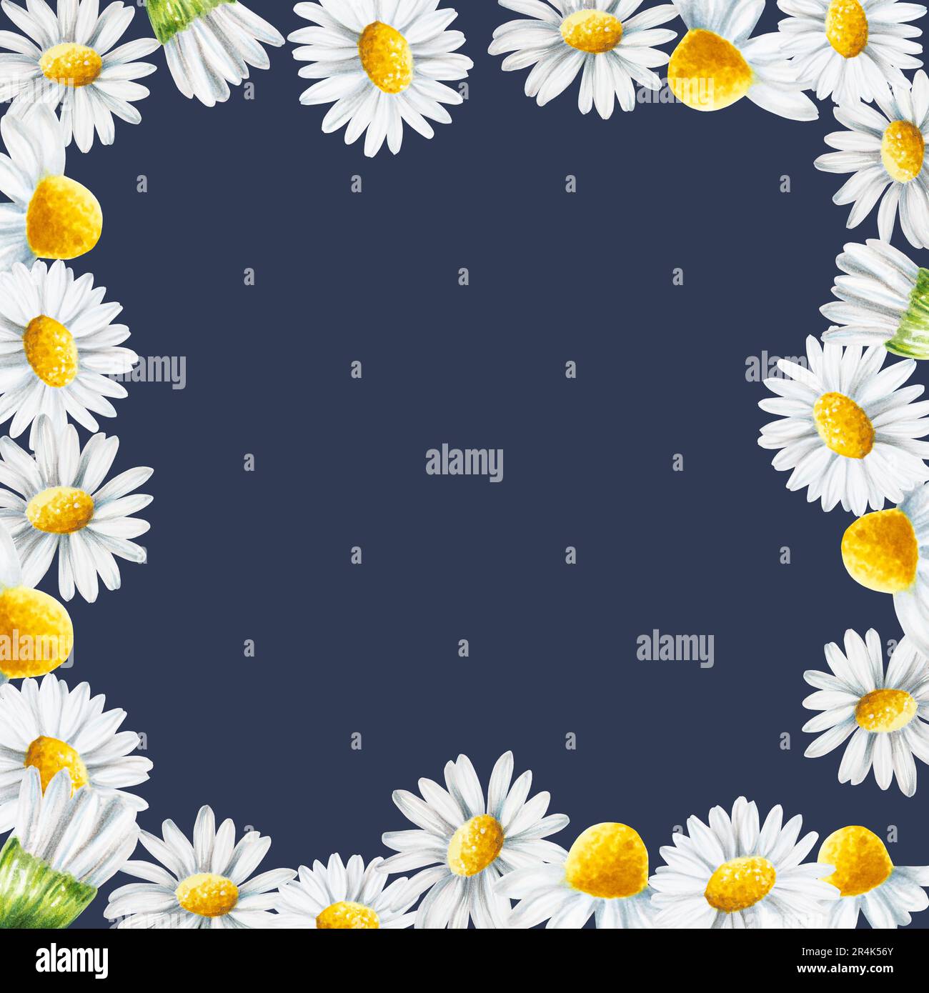 Acquerello bianco margherita fiori cornice isolata. Camomilla. Prodotti di bellezza e botanica, cosmetologia e medicina. Per i designer, decorazione spa Foto Stock