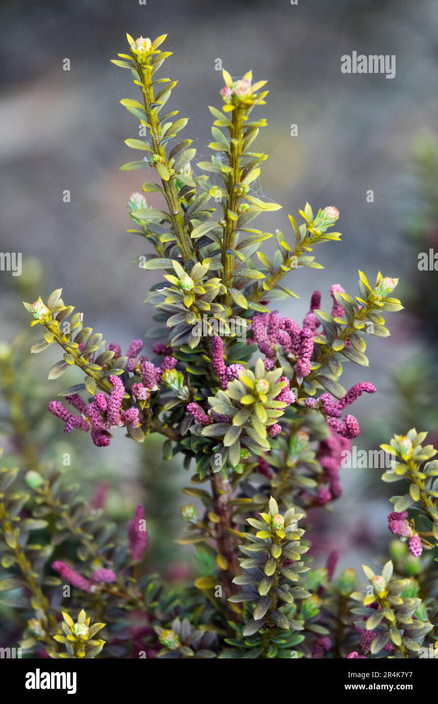 Podocarpus, coni, nano, conifere, Podocarpus 'scatola di cioccolato', Pino prugna di montagna Foto Stock