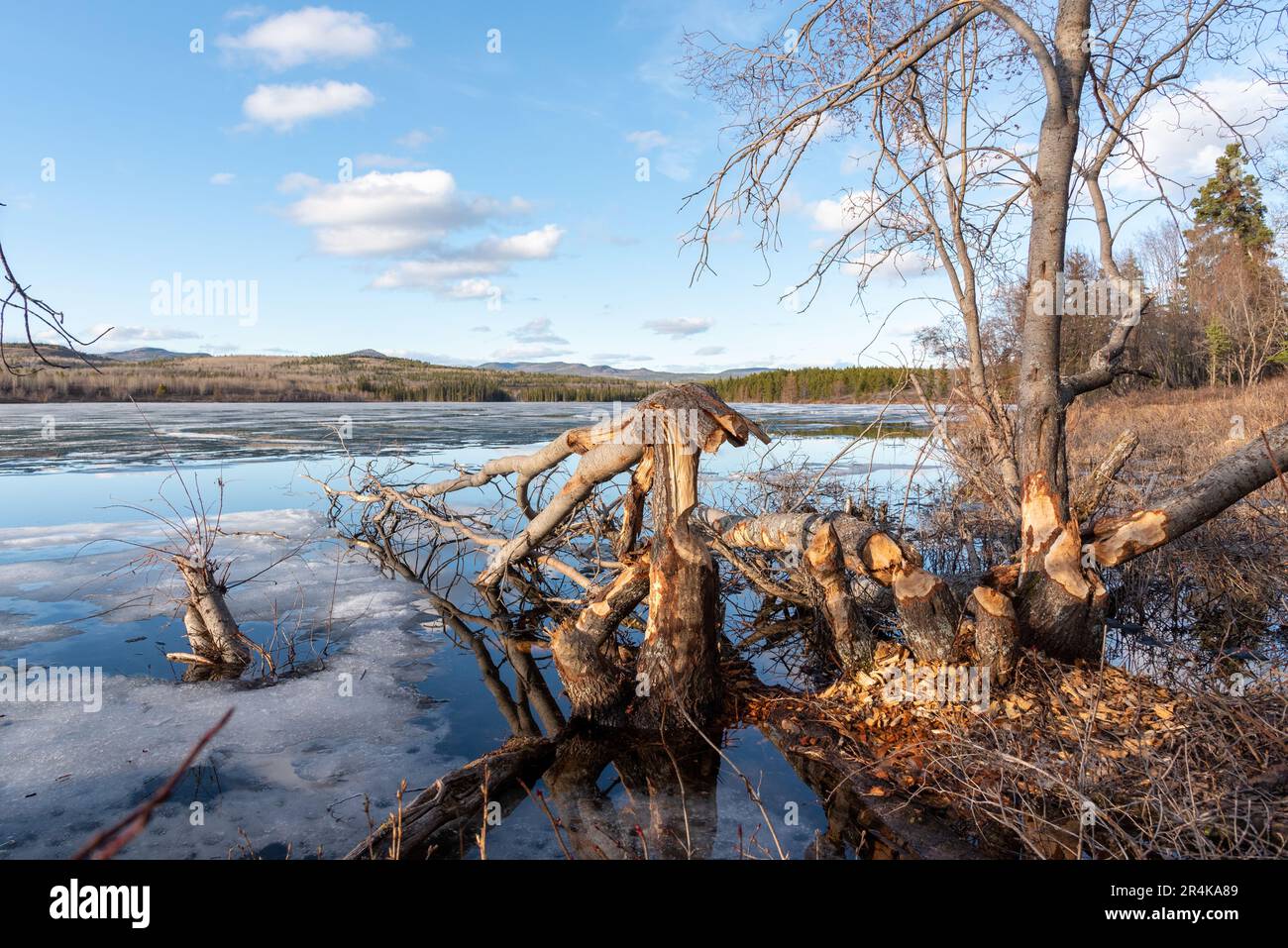 Alberi in ambiente naturale in foresta boreale del Canada che sono stati masticati da un castoro su entrambi i lati della flora. Vista sul lato di un lago tranquillo. Foto Stock