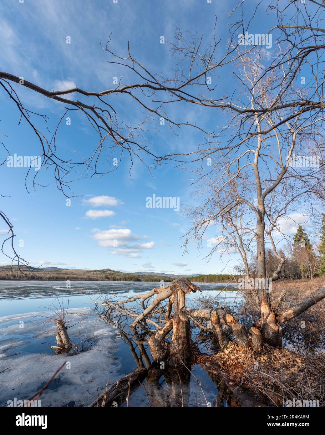 Alberi in ambiente naturale in foresta boreale del Canada che sono stati masticati da un castoro su entrambi i lati della flora. Vista sul lato di un lago tranquillo. Foto Stock