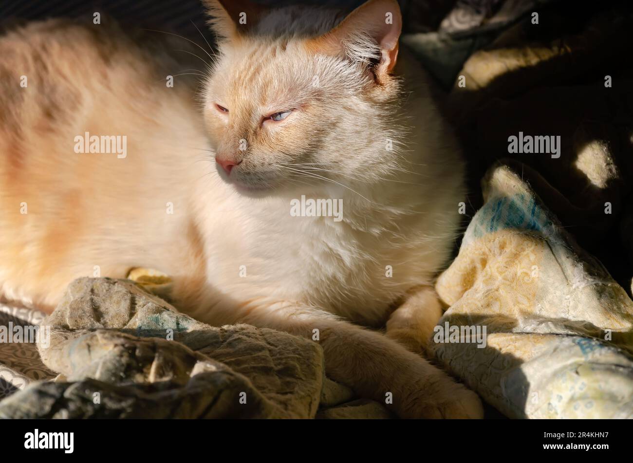 Blue, un gatto Siamese punto fiamma, riposa in una zona di sole, 22 maggio 2023, a Coden, Alabama. Foto Stock