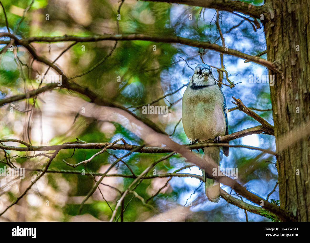 Jay blu su un ramo nella foresta. Uccelli del Canada. In una foresta canadese, ho incontrato un uccello, il simbolo della squadra di baseball Blue Jay di Toronto. Foto Stock