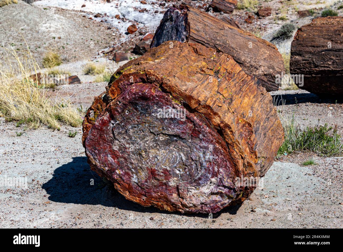 Bei raffreddori negli alberi pietrificati nel Parco Nazionale della Foresta pietrificata Foto Stock