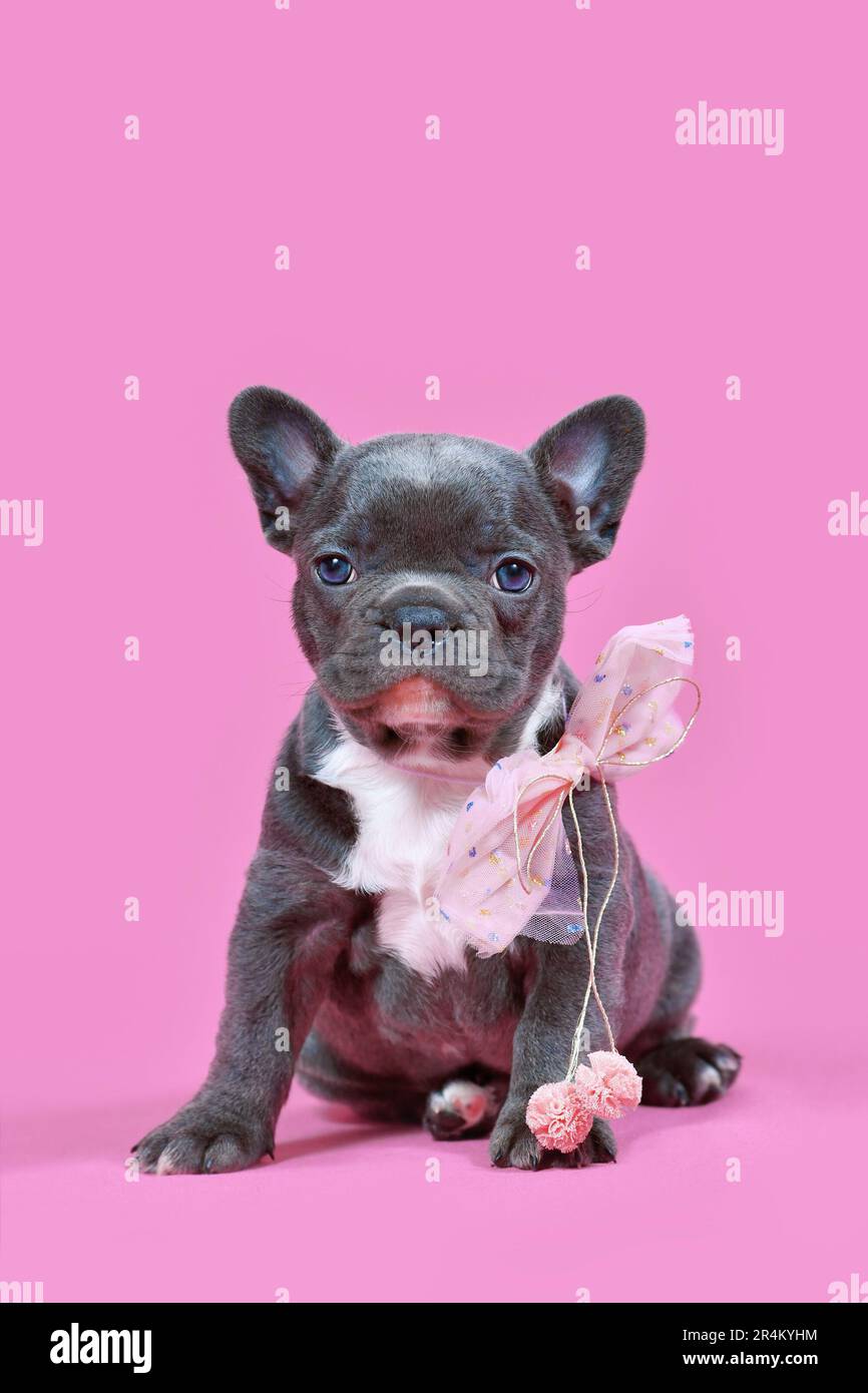 Giovane cucciolo di cane Bulldog francese con nastro rosa Foto Stock