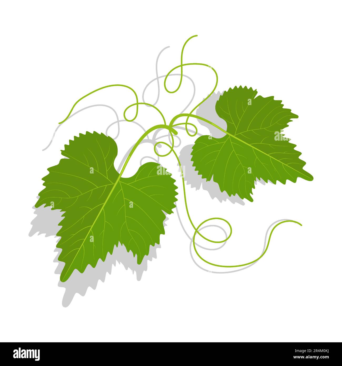 Foglie verdi di uva con tendoli ramificati. Vinificazione, giardinaggio e agricoltura. Vettore cartoon isolato su sfondo bianco Illustrazione Vettoriale