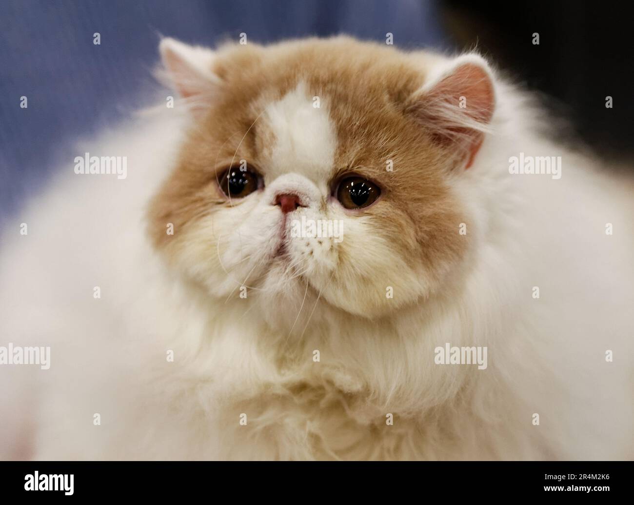 Un petit chaton exotique shorthair de race de couleur rouge Foto Stock