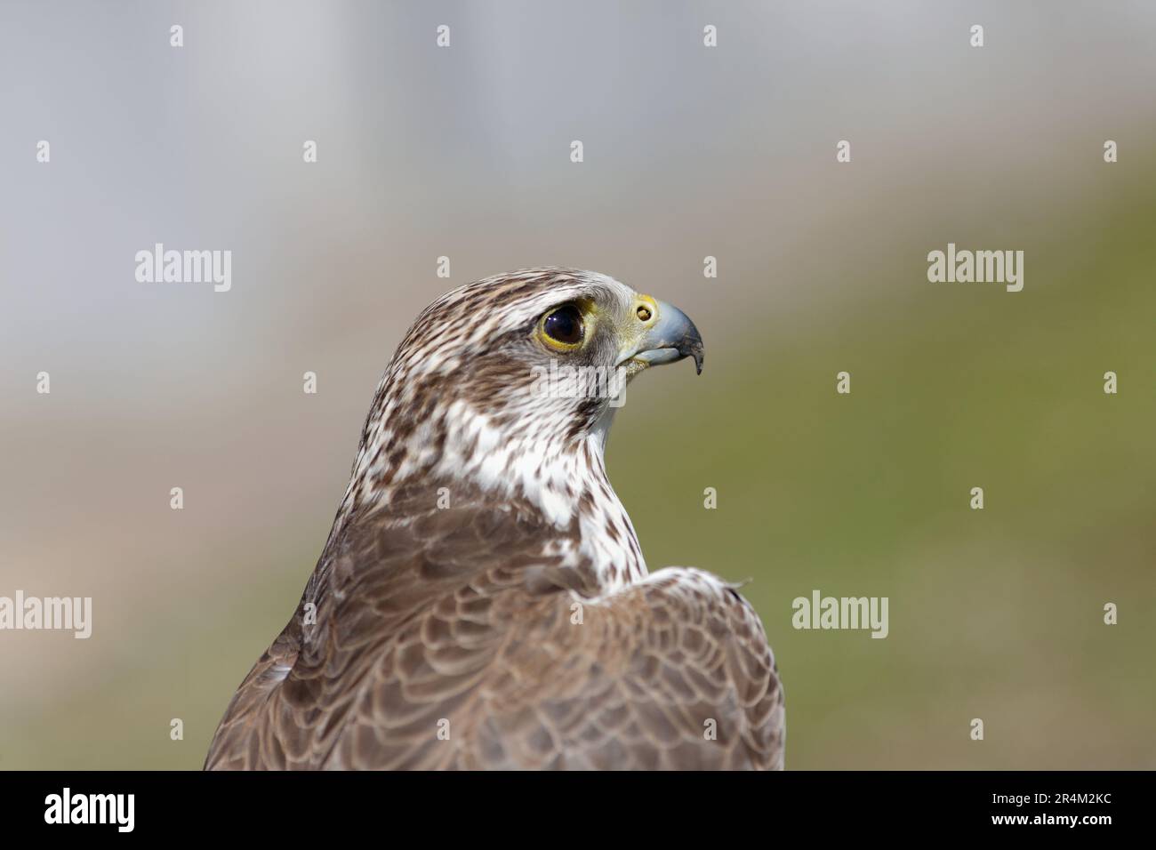 Gros plan profil d’un épervier, Accipiter nisus Foto Stock