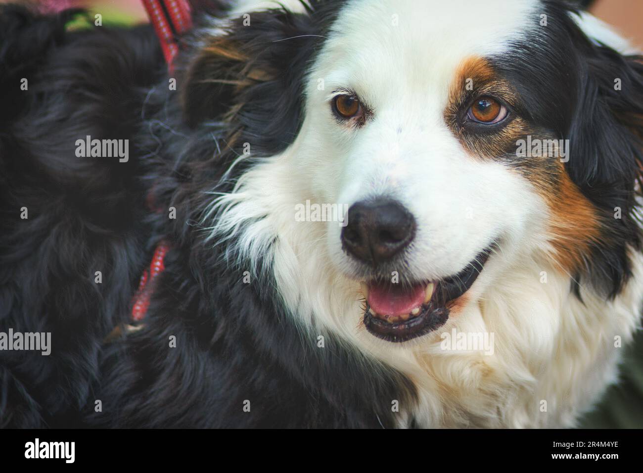 Ritratto di un cane pastore australiano Foto Stock