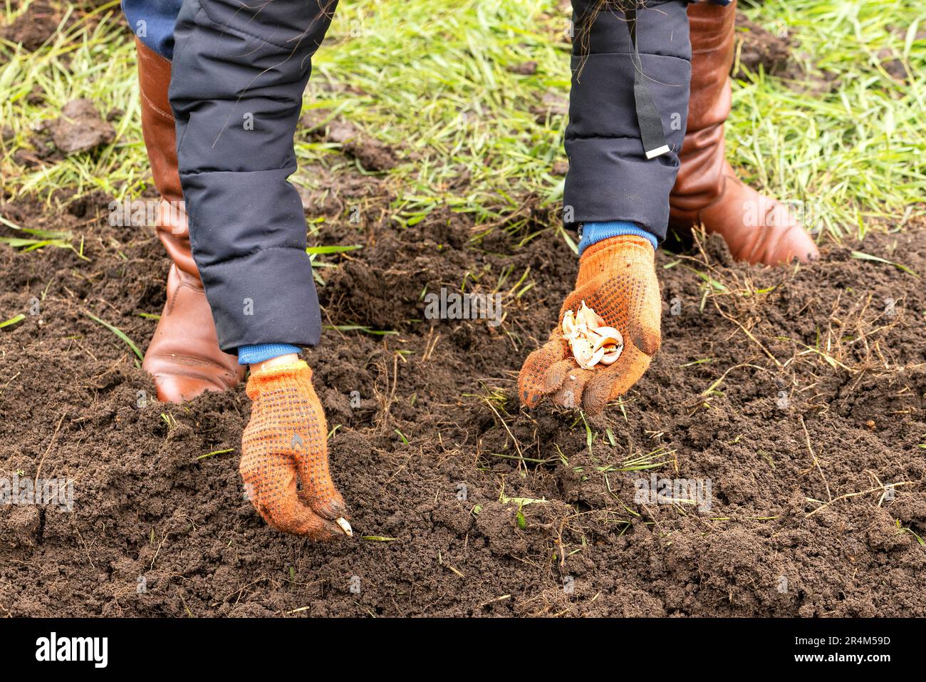 Il contadino sta piantando aglio nell'orto. Giardinaggio primaverile. Foto Stock