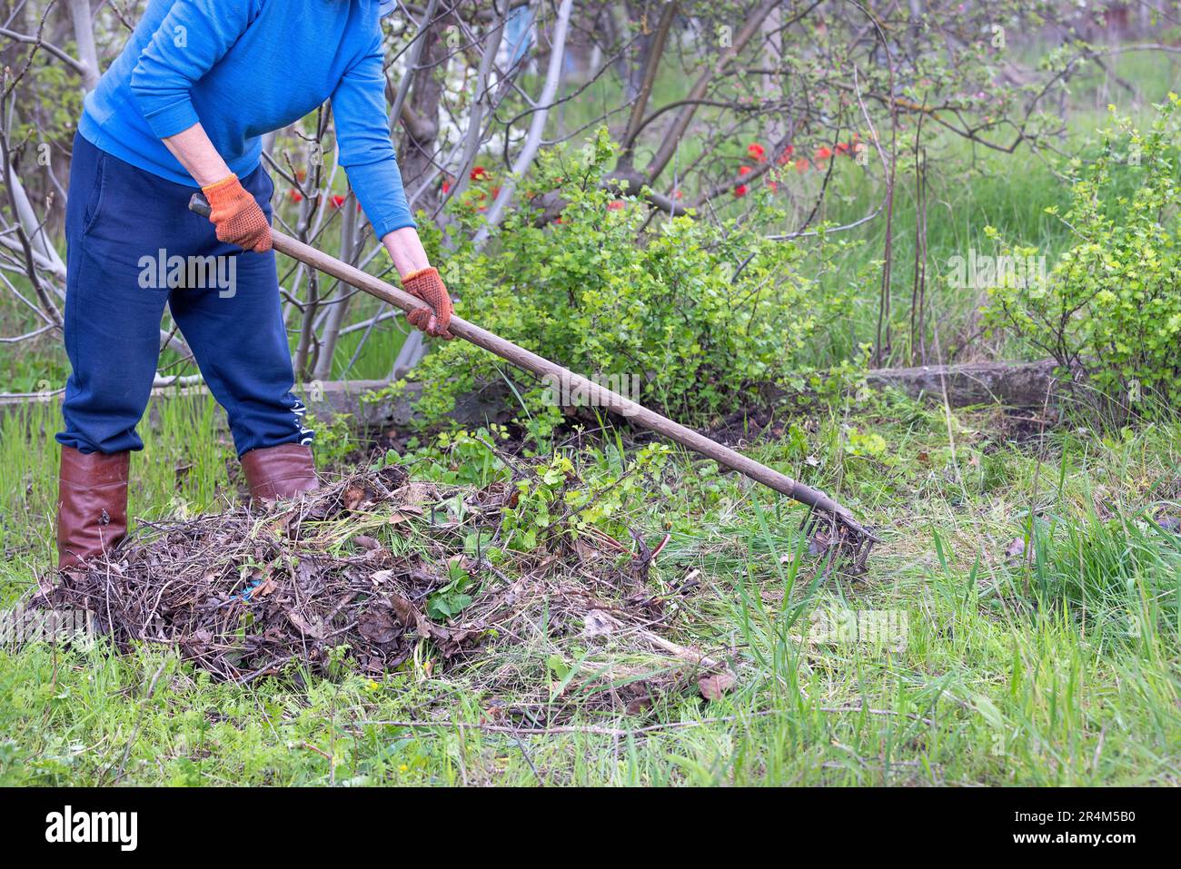 Una donna giardiniera pulisce il territorio della trama da erba secca con un rastrello di metallo pesante. Foto Stock