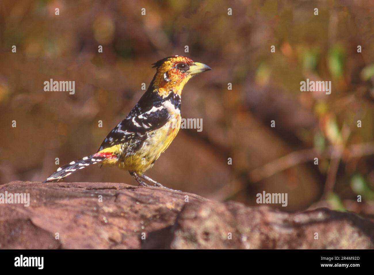 Con la sua spessa fattura e il piumaggio molto colorato il barbetto crestato (Trachyphonus vaillantii) è inconfondibile. Si trova nell'Africa sub-sahariana. Foto Stock