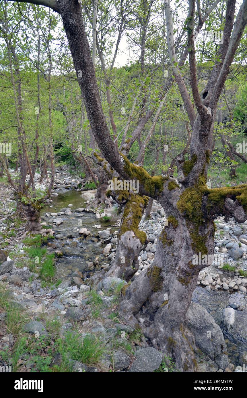 Grecia, Tessaglia, Larisa, Elassona_Flampouro Village_antiche rovine del mulino ad acqua e fiume Foto Stock