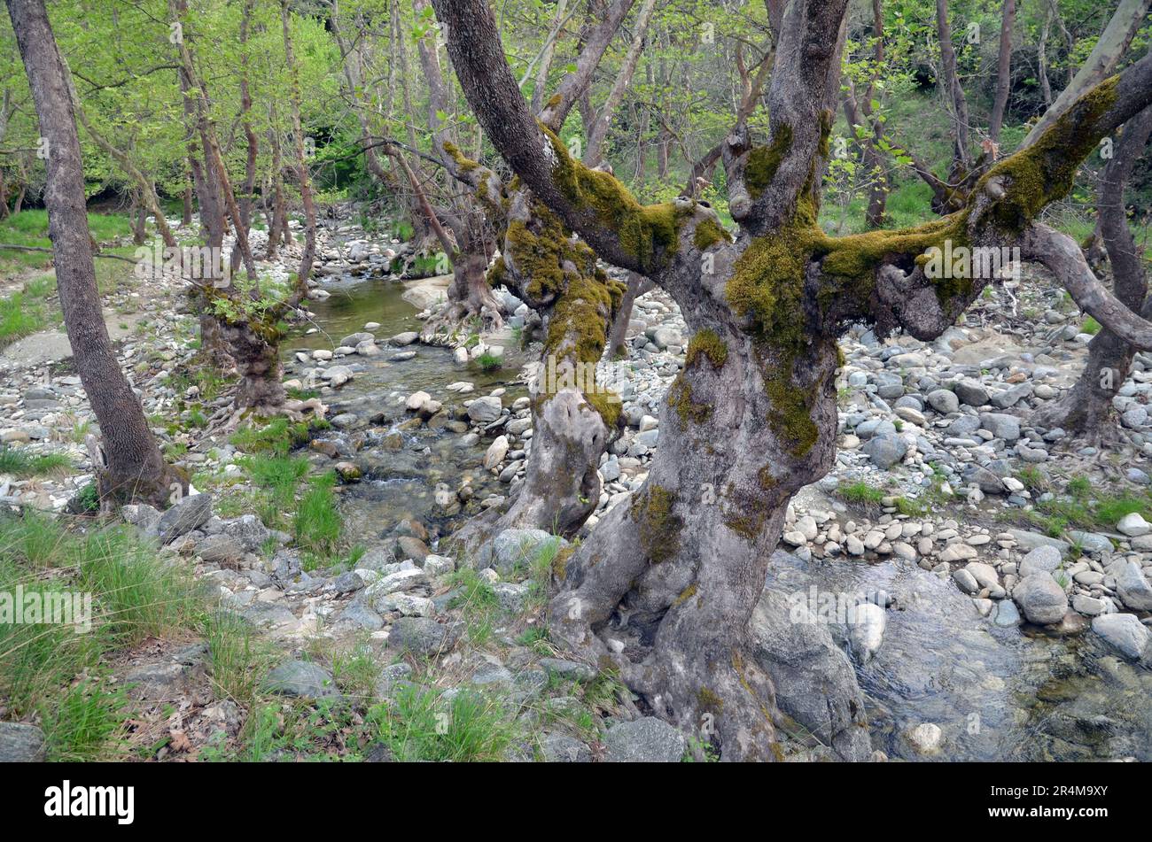 Grecia, Tessaglia, Larisa, Elassona_Flampouro Village_antiche rovine del mulino ad acqua e fiume Foto Stock