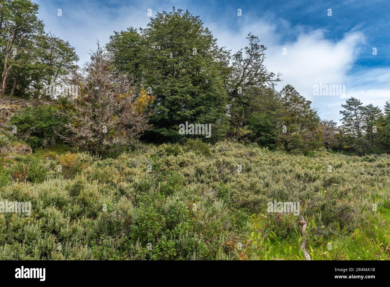 Vegetazione nel Parco Nazionale della Terra del fuoco, Patagonia, Argentina Foto Stock