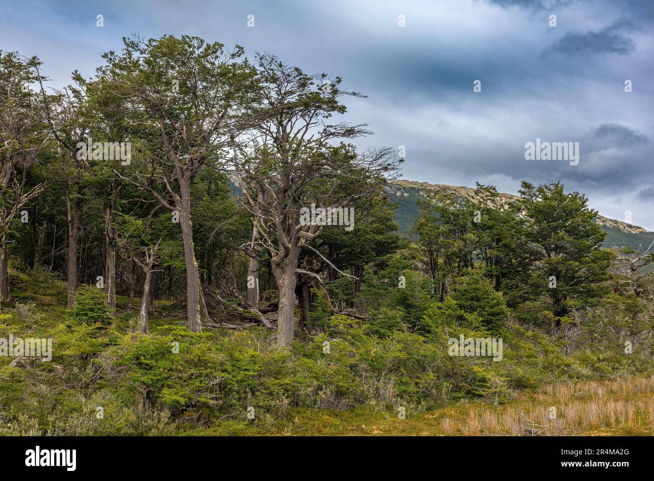 Vegetazione nel Parco Nazionale della Terra del fuoco, Patagonia, Argentina Foto Stock