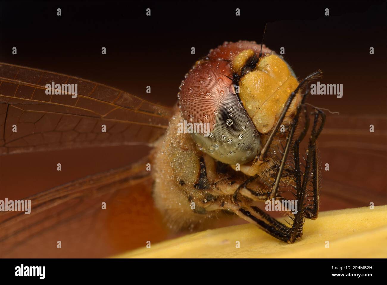 dettaglio macro di una libellula Foto Stock