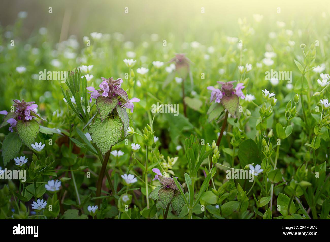 Un primo piano dei fiori selvatici del campo in un prato primaverile fiorito. Foto Stock