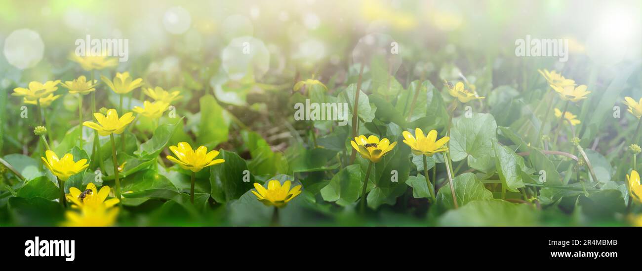 Un primo piano dei fiori selvatici del campo in un prato primaverile fiorito. Foto Stock