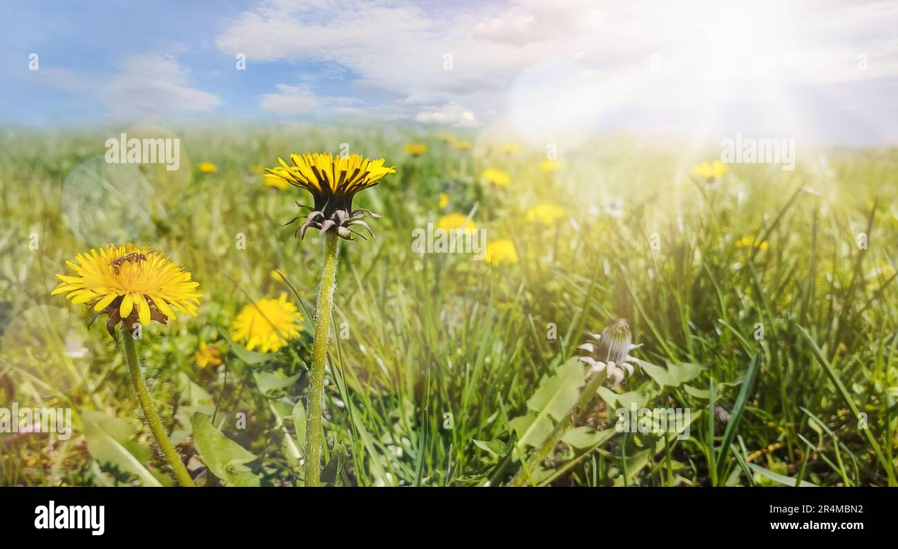 Primo piano di dente giallo in un prato verde primaverile Foto Stock
