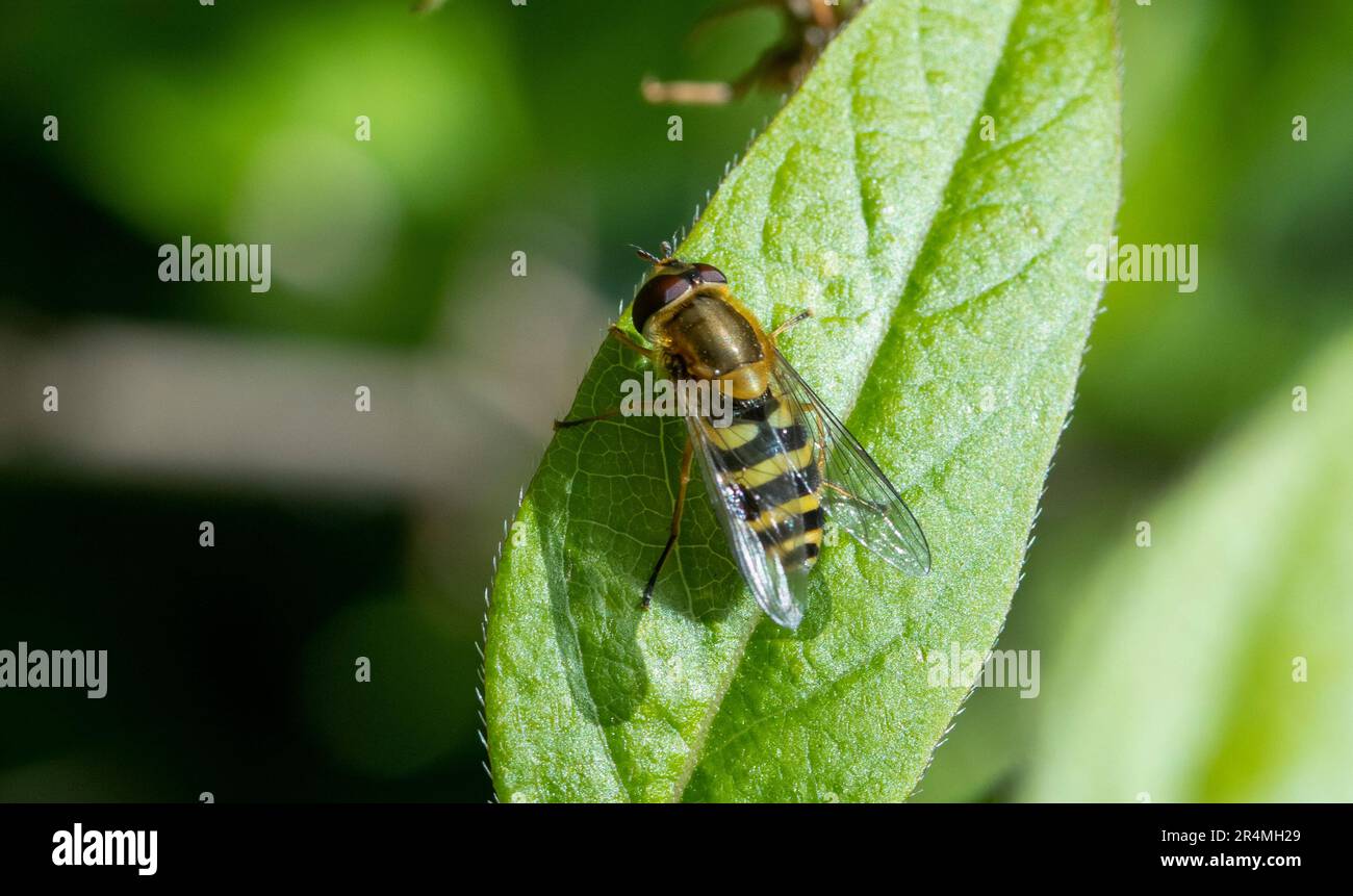 Syrphus riassei sorvola su foglia Foto Stock