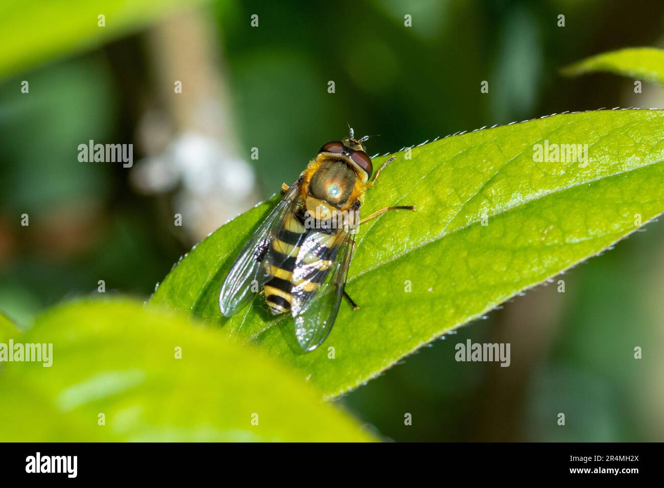 Syrphus riassei sorvola su foglia Foto Stock