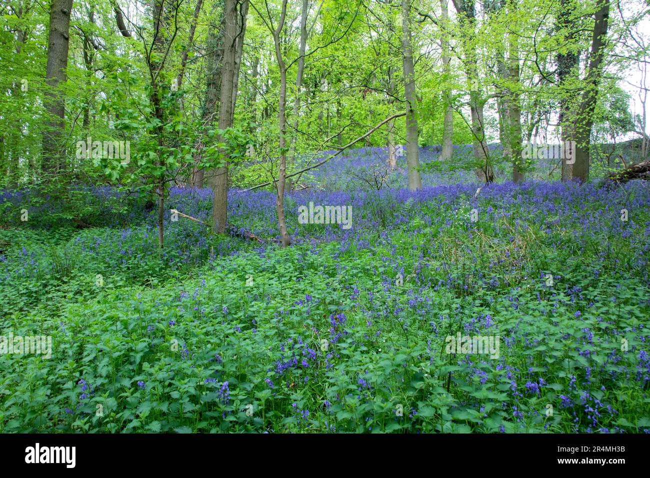 Legno di Bluebell in fiore in primavera Foto Stock