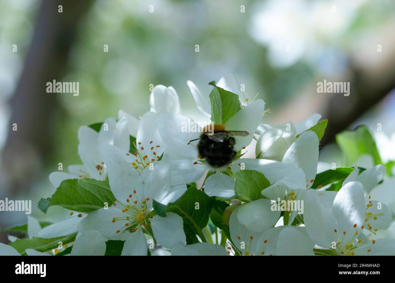 Albero Bumblebee su fiore di mela di granchio Foto Stock