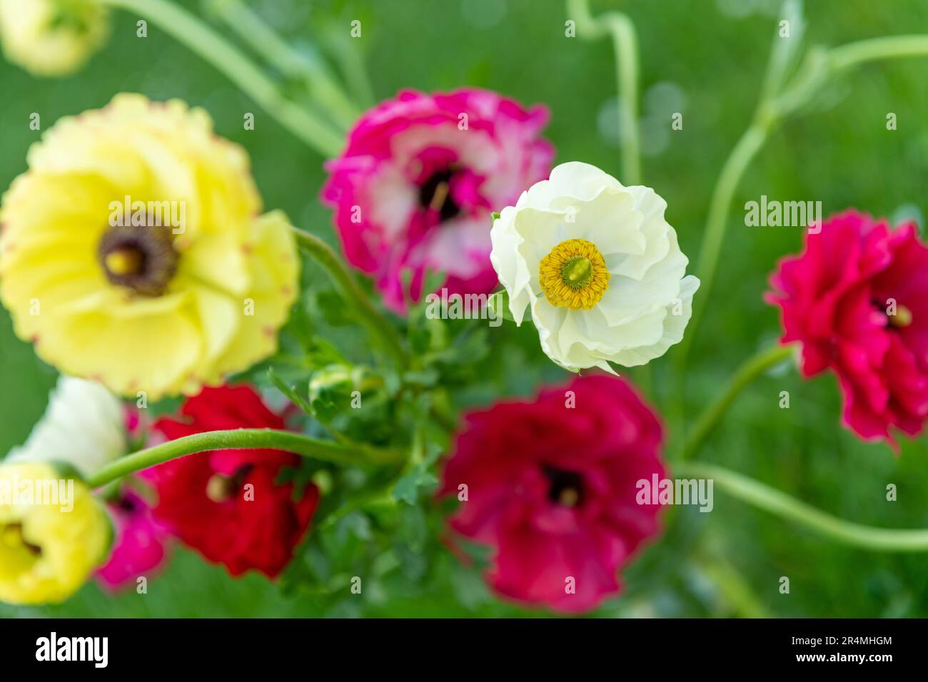 Bouquet di belle coppe singole persiane, Ranunculus asiaticus. Fiori primaverili. Fiori di Ranunculus. Foto Stock