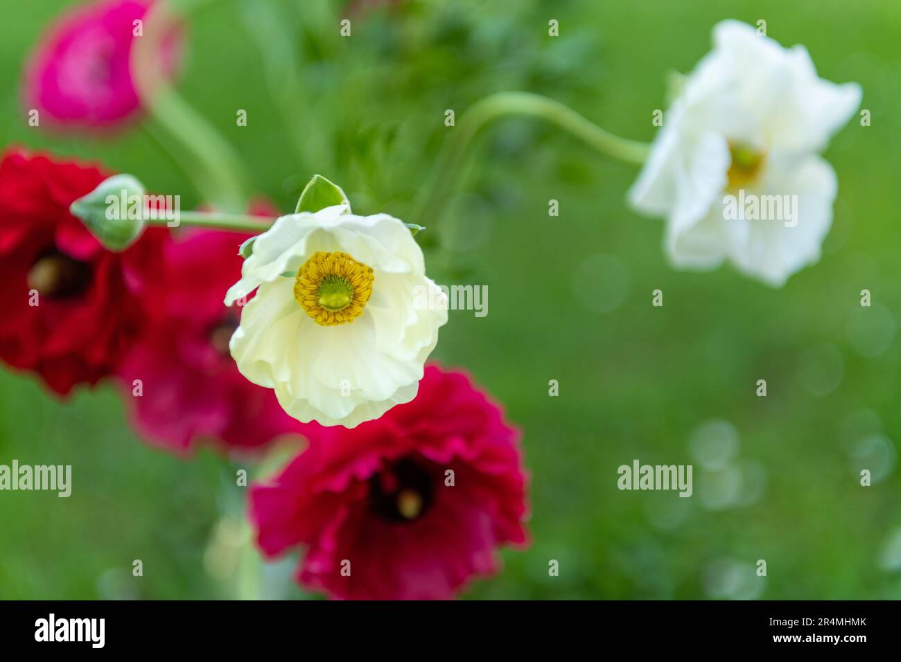 Bouquet di belle coppe singole persiane, Ranunculus asiaticus. Fiori primaverili. Fiori di Ranunculus. Foto Stock