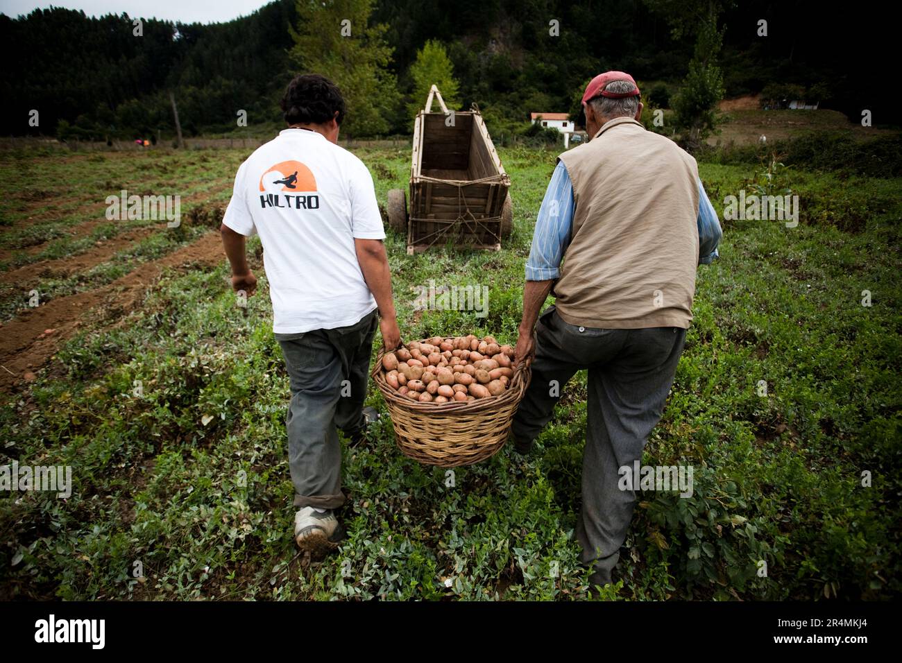 Gli agricoltori tornano a lavorare nei campi di patate dopo il recente devastante terremoto in Cile. Foto Stock