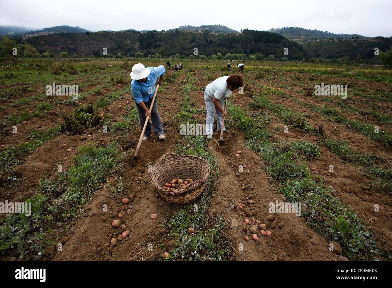 Gli agricoltori tornano a lavorare nei campi di patate dopo il recente devastante terremoto in Cile. Foto Stock