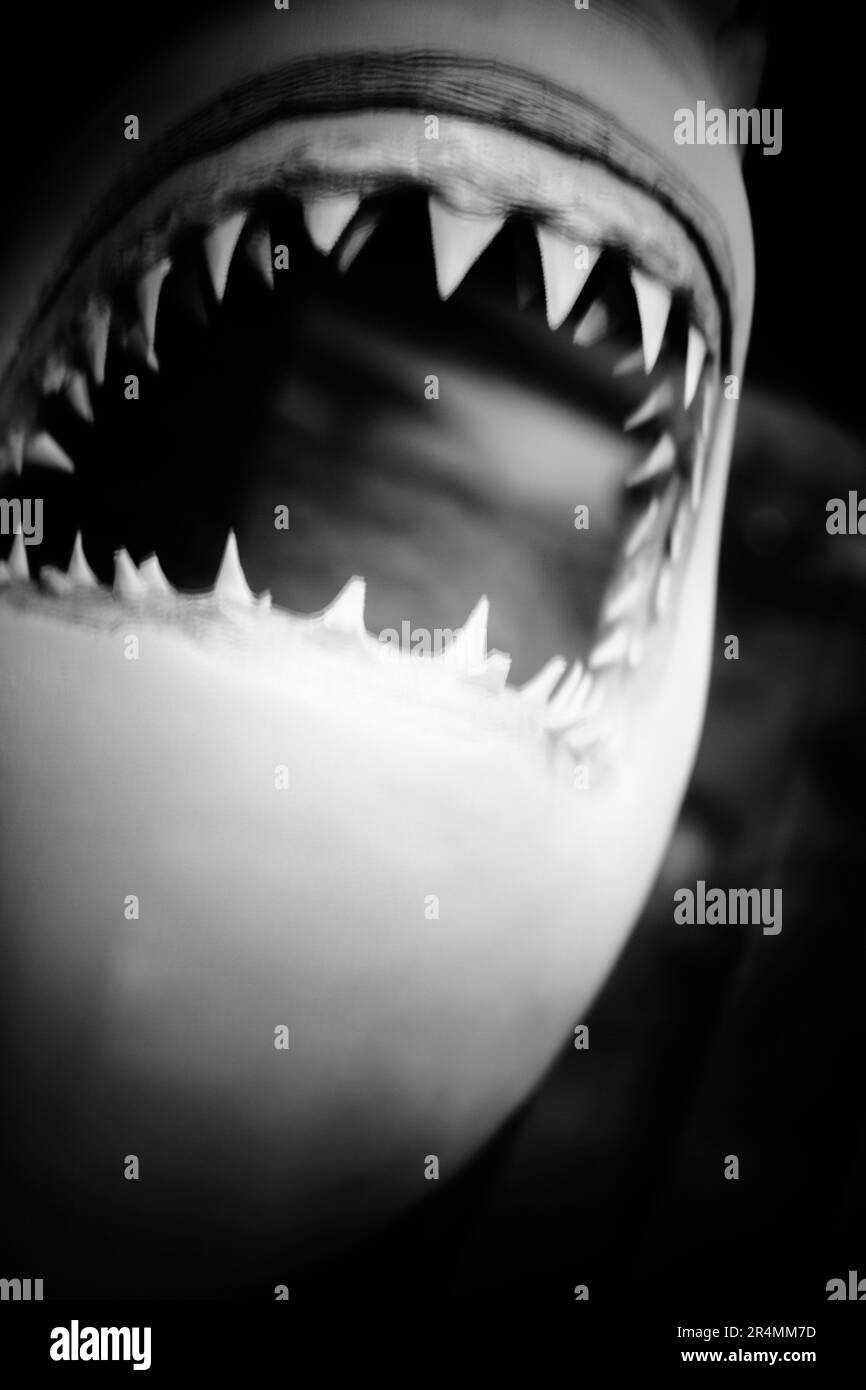 Uno squalo in mostra (esemplare di tassidermia) in un museo di Santa Barbara, California. Foto Stock