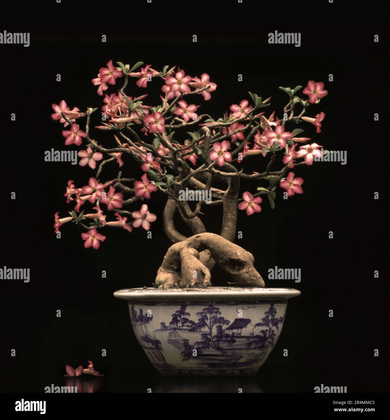 Bonsai all'interno del Palazzo reale Foto Stock