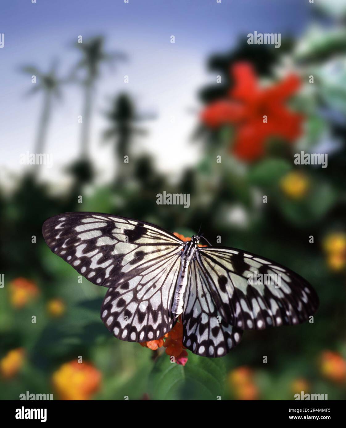 Rara farfalla Magellanis a Bohol Foto Stock