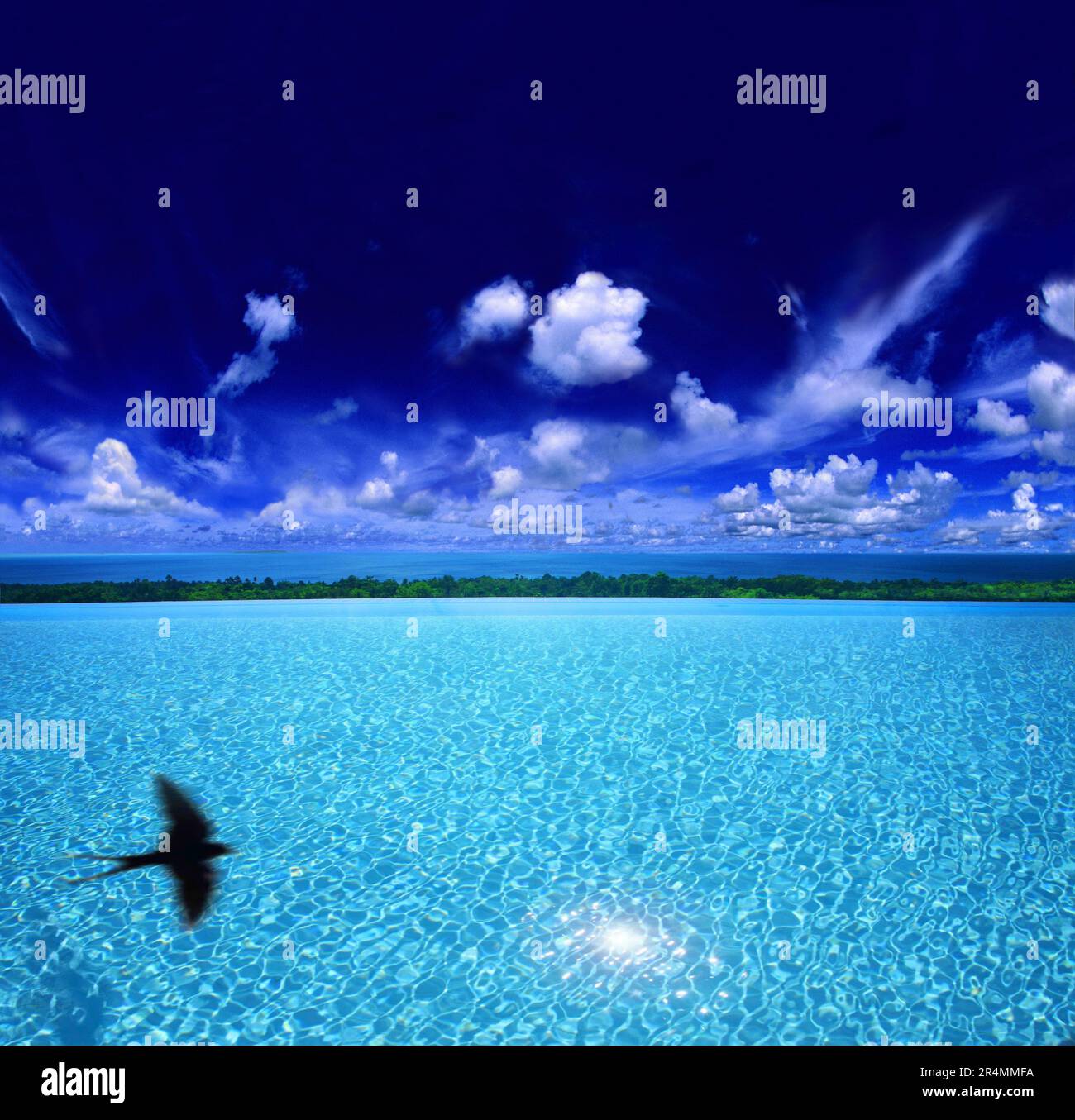 Il riflesso di un uccello in un'enorme piscina infinity sotto un cielo blu scuro in un resort alberghiero nelle Filippine. Foto Stock